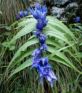 Gentiana asclepiadea - Hořec tolitovitý
